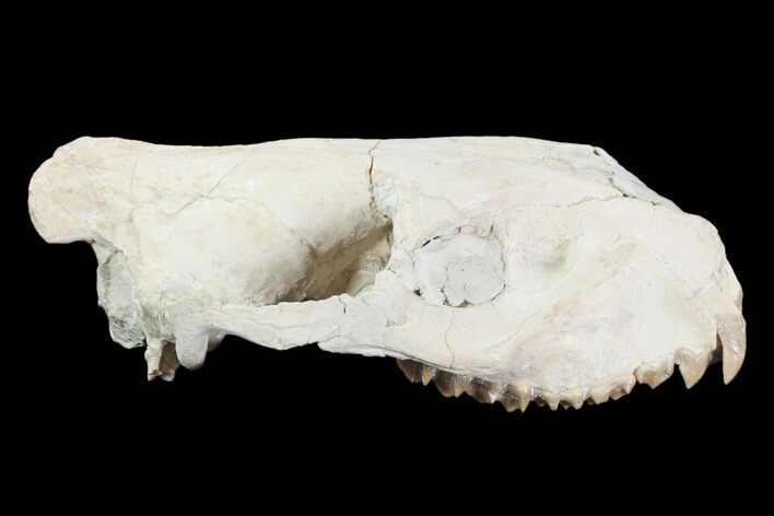 Oreodont (Merycoidodon) Partial Skull - Wyoming #93755